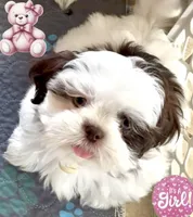 Ashley, a female Shih Tzu for sale in Buckeye, AZ – Photo 8 of 8