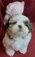 Ashley, a female Shih Tzu for sale in Buckeye, AZ – Photo 5 of 8