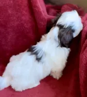 Ashley, a female Shih Tzu for sale in Buckeye, AZ – Photo 2 of 8