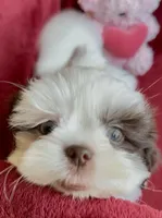 Ashley, a female Shih Tzu for sale in Buckeye, AZ – Photo 4 of 8