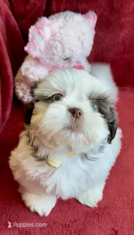 Ashley – Shih Tzu puppy for sale in Buckeye, AZ