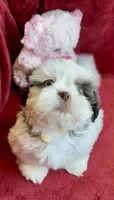 Ashley, a female Shih Tzu for sale in Buckeye, AZ – Photo 1 of 8