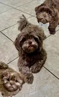 Donnie ( Donovan ), a male Shih Tzu for sale in Buckeye, AZ – 4 of 5