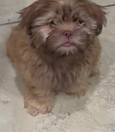 London, a female Shih Tzu for sale in Buckeye, AZ – 9 of 9