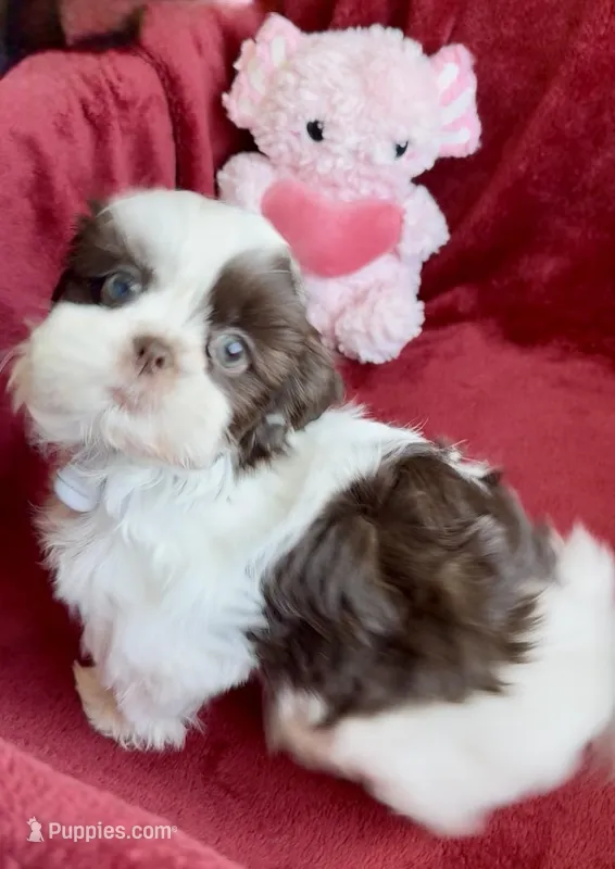 Jenny  – Shih Tzu puppy for sale in Buckeye, AZ