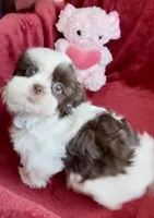 Jenny , a female Shih Tzu for sale in Buckeye, AZ – Photo 1 of 5
