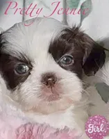 Jenny , a female Shih Tzu for sale in Buckeye, AZ – Photo 4 of 5