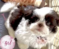 Jenny , a female Shih Tzu for sale in Buckeye, AZ – Photo 5 of 5