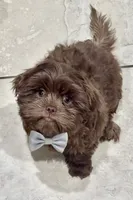 Donnie ( Donovan ), a male Shih Tzu for sale in Buckeye, AZ – 2 of 5