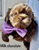 Donnie ( Donovan ), a male Shih Tzu for sale in Buckeye, AZ – 3 of 5