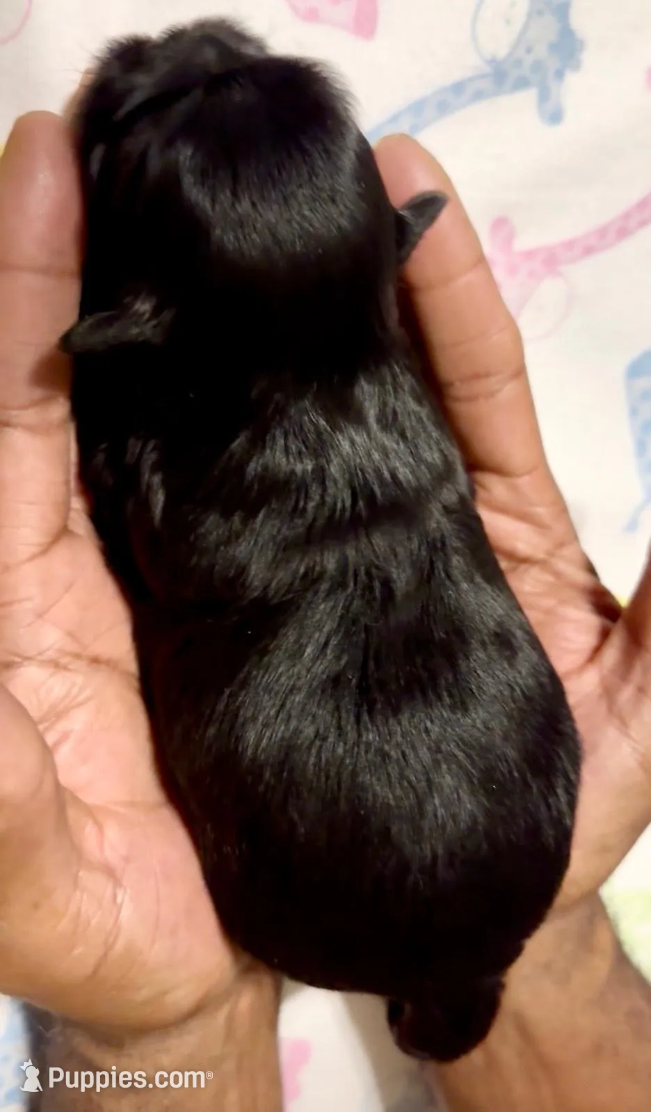 Nestlé, a male Shih Tzu for sale in Buckeye, AZ – Photo 2 of 3