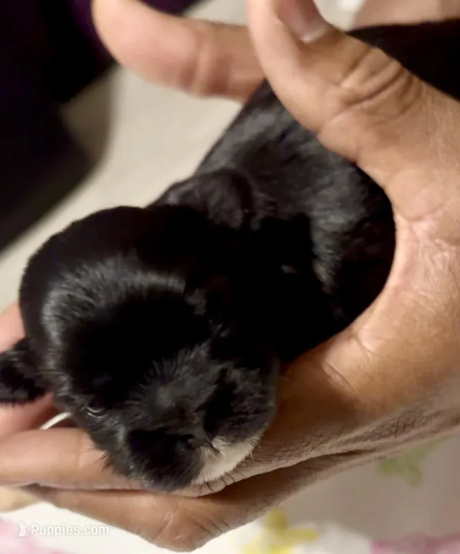 Nestlé – Shih Tzu puppy for sale in Buckeye, AZ