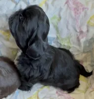 Nestlé, a male Shih Tzu for sale in Buckeye, AZ – 8 of 10
