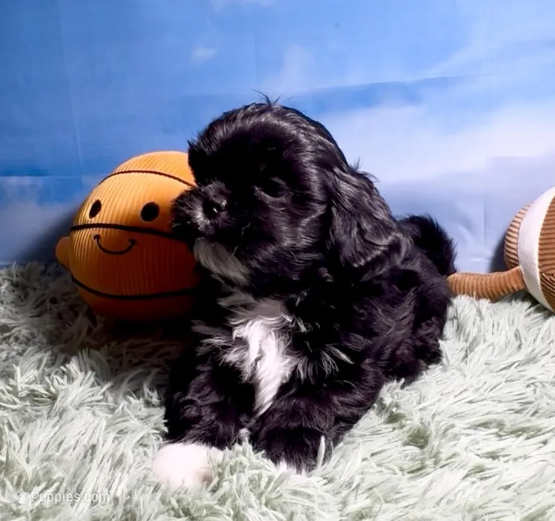 Nestlé – Shih Tzu puppy for sale in Buckeye, AZ