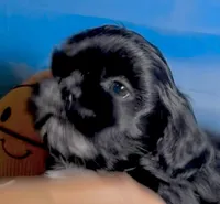 Nestlé, a male Shih Tzu for sale in Buckeye, AZ – 5 of 10