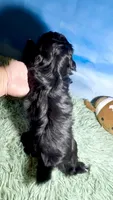 Nestlé, a male Shih Tzu for sale in Buckeye, AZ – 3 of 10