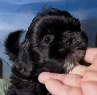 Nestlé, a male Shih Tzu for sale in Buckeye, AZ – 6 of 10