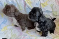 Nestlé, a male Shih Tzu for sale in Buckeye, AZ – 9 of 10