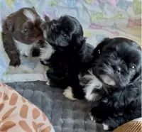 Nestlé, a male Shih Tzu for sale in Buckeye, AZ – 10 of 10