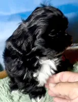 Nestlé, a male Shih Tzu for sale in Buckeye, AZ – 7 of 10