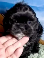 Nestlé, a male Shih Tzu for sale in Buckeye, AZ – 4 of 10
