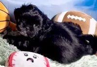 Nestlé, a male Shih Tzu for sale in Buckeye, AZ – 2 of 10