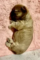 London, a female Shih Tzu for sale in Buckeye, AZ – 5 of 9