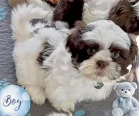 Pepie, a male Shih Tzu for sale in Buckeye, AZ – Photo 4 of 4