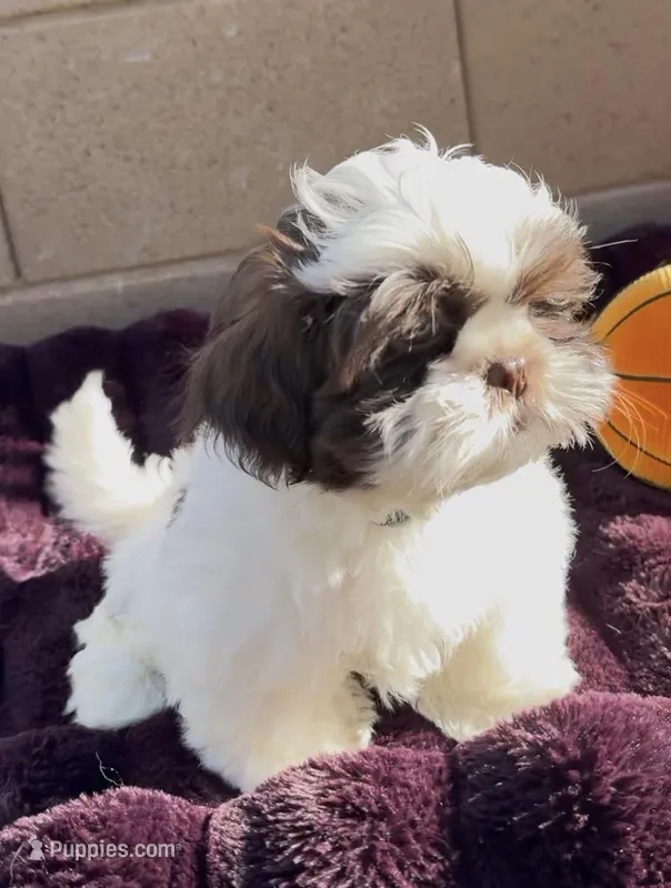 Pepie – Shih Tzu puppy for sale in Buckeye, AZ