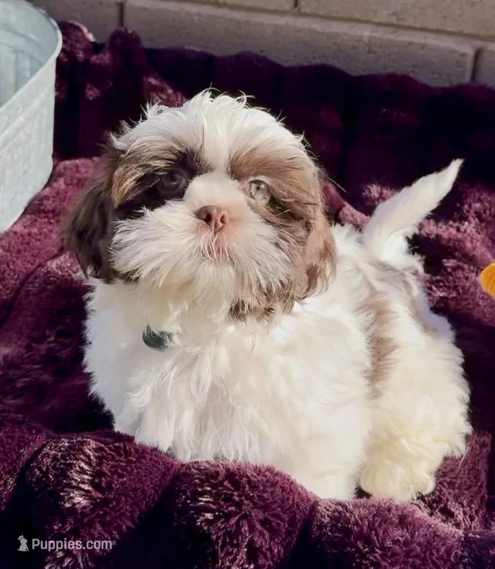 Pepie – Shih Tzu puppy for sale in Buckeye, AZ