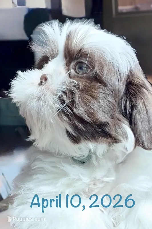 Pepie – Shih Tzu puppy for sale in Buckeye, AZ