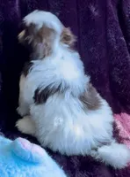 Pepie, a male Shih Tzu for sale in Buckeye, AZ – Photo 2 of 4