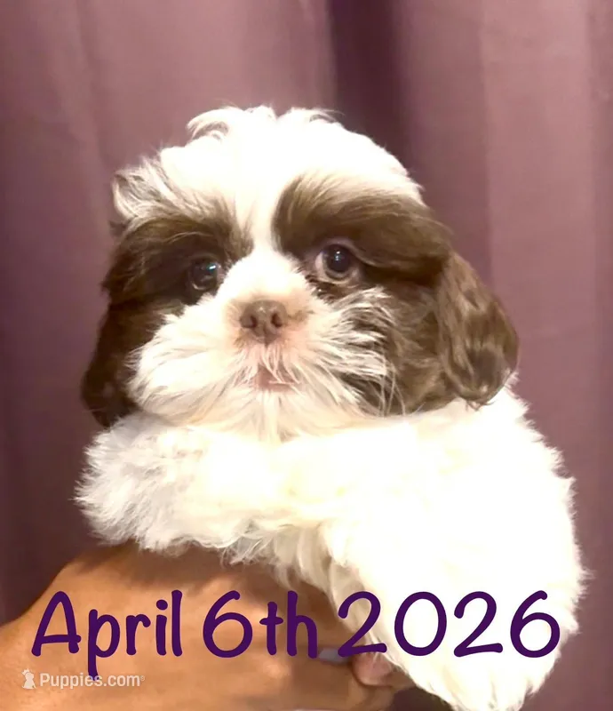 Pepie – Shih Tzu puppy for sale in Buckeye, AZ