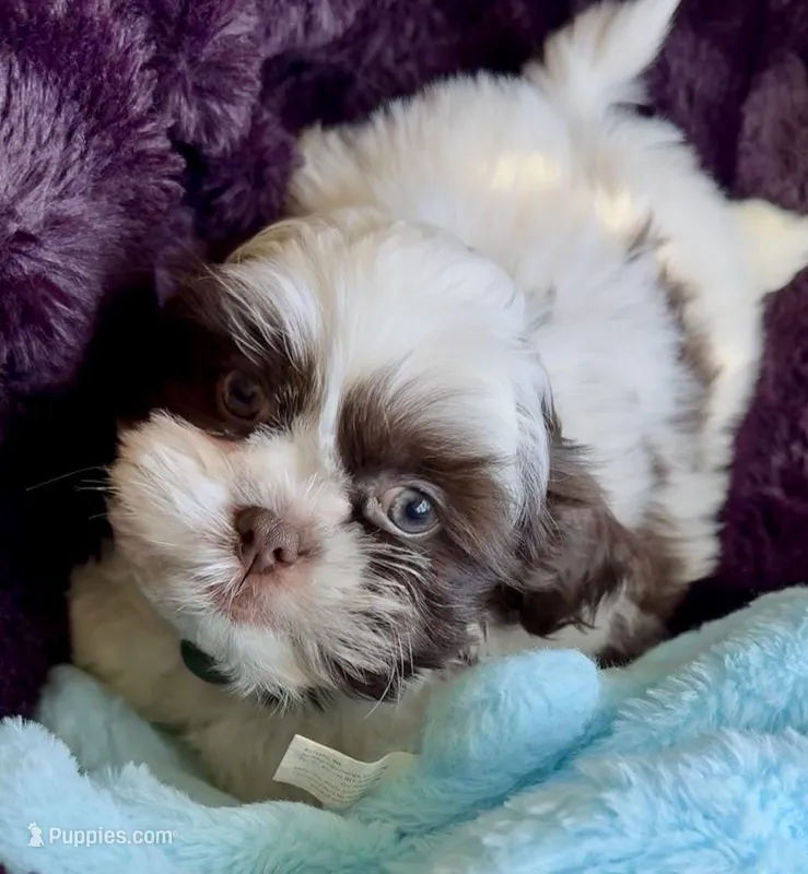 Pepie – Shih Tzu puppy for sale in Buckeye, AZ