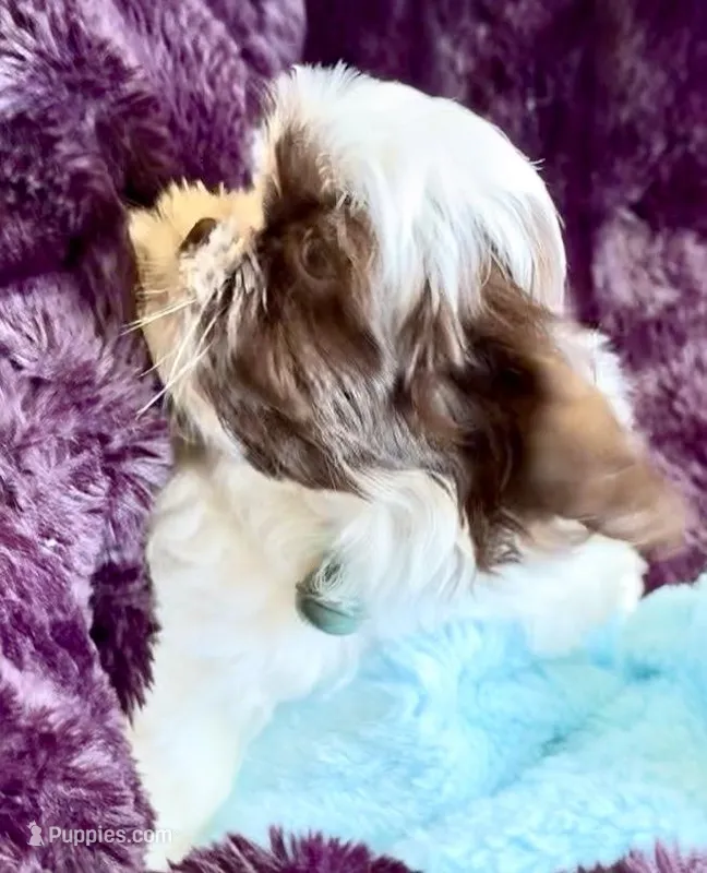 Pepie – Shih Tzu puppy for sale in Buckeye, AZ