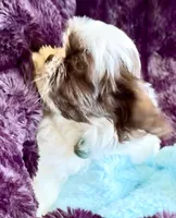 Pepie, a male Shih Tzu for sale in Buckeye, AZ – Photo 1 of 4