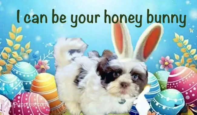 Pepie – Shih Tzu puppy for sale in Buckeye, AZ