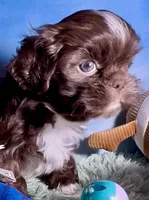 Ferrero, a male Shih Tzu for sale in Buckeye, AZ – 1 of 10