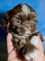 Ferrero, a male Shih Tzu for sale in Buckeye, AZ – 7 of 10