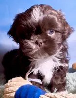Ferrero, a male Shih Tzu for sale in Buckeye, AZ – 5 of 10