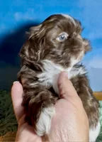 Ferrero, a male Shih Tzu for sale in Buckeye, AZ – 6 of 10