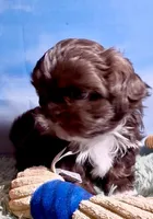 Ferrero, a male Shih Tzu for sale in Buckeye, AZ – 2 of 10