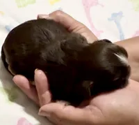 Ferrero, a male Shih Tzu for sale in Buckeye, AZ – Photo 3 of 4