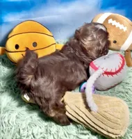 Ferrero, a male Shih Tzu for sale in Buckeye, AZ – 4 of 10
