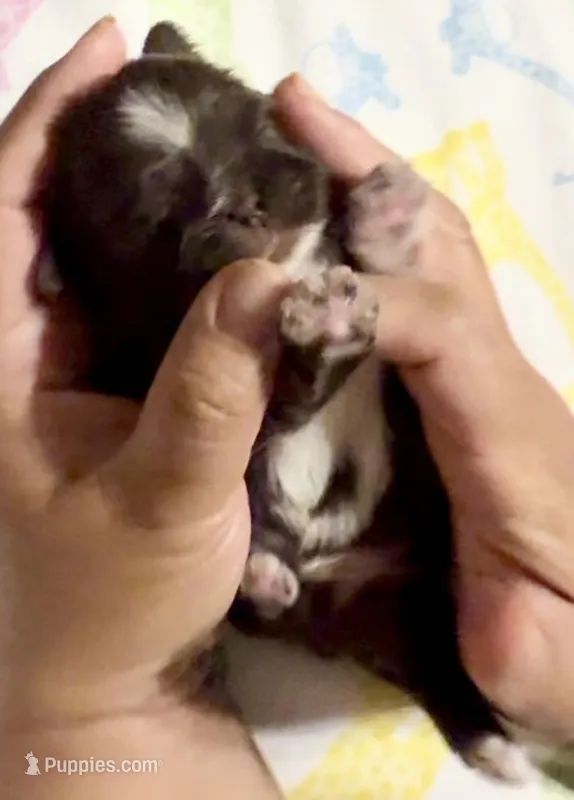 Ferrero – Shih Tzu puppy for sale in Buckeye, AZ