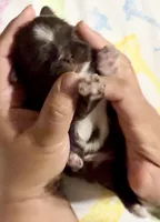 Ferrero, a male Shih Tzu for sale in Buckeye, AZ – Photo 1 of 4