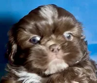 Ferrero, a male Shih Tzu for sale in Buckeye, AZ – 3 of 10