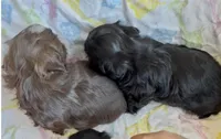 Ferrero, a male Shih Tzu for sale in Buckeye, AZ – 8 of 10