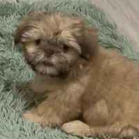 London, a female Shih Tzu for sale in Buckeye, AZ – 4 of 9
