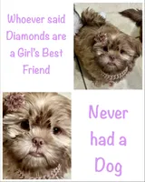 London, a female Shih Tzu for sale in Buckeye, AZ – 8 of 9